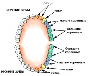 Зубы человека. Большие и малые коренные зубы предназначены для пережевывания