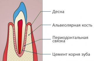 Ткани пародонта