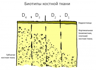 Биотипы костной ткани