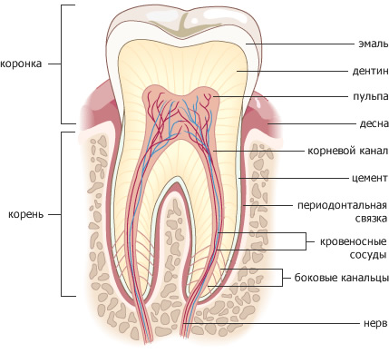 Строение зуба